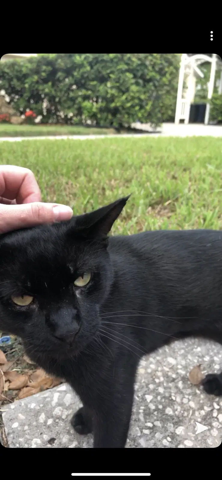 Lost cat in Brandon, FL, 33511