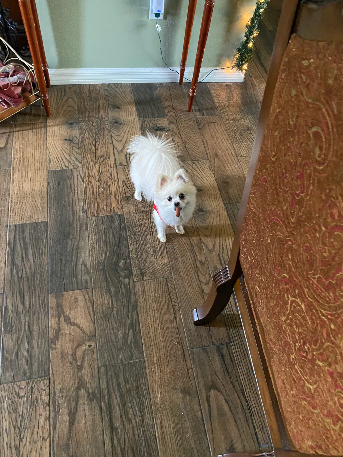 Lost dog in Ocala, FL, 34480