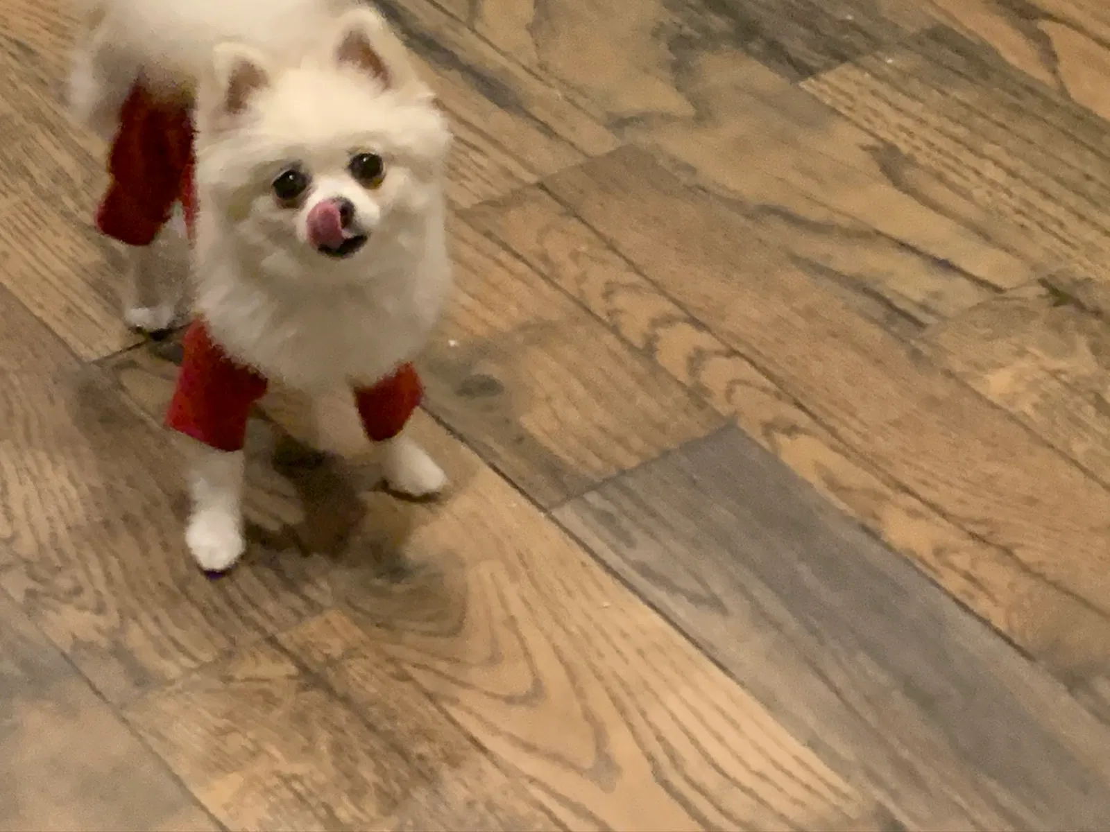 Lost dog in Ocala, FL, 34480