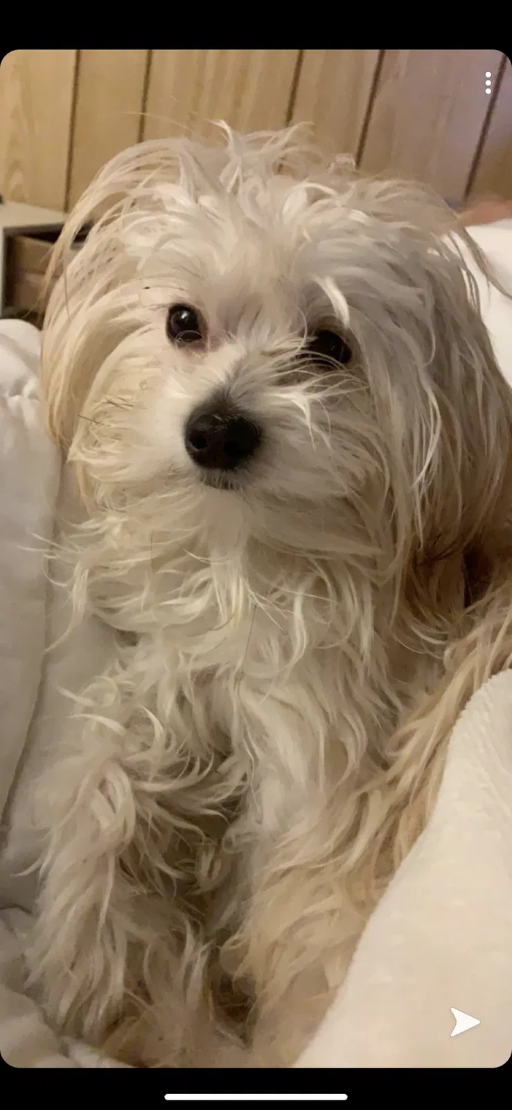 Lost dog in Brooklyn, NY, 11235