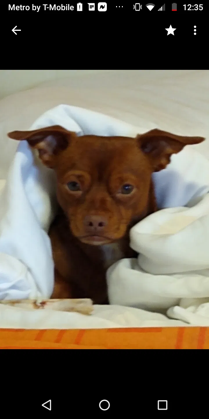 Lost dog in Melbourne, FL, 32935