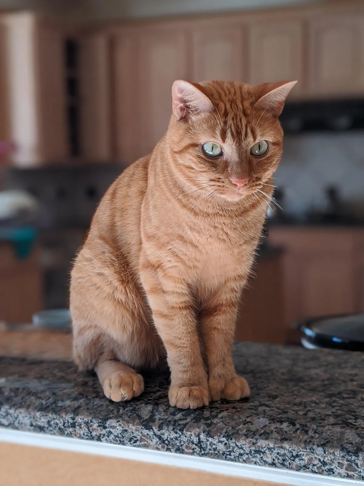 Lost cat in Katy, TX, 77494