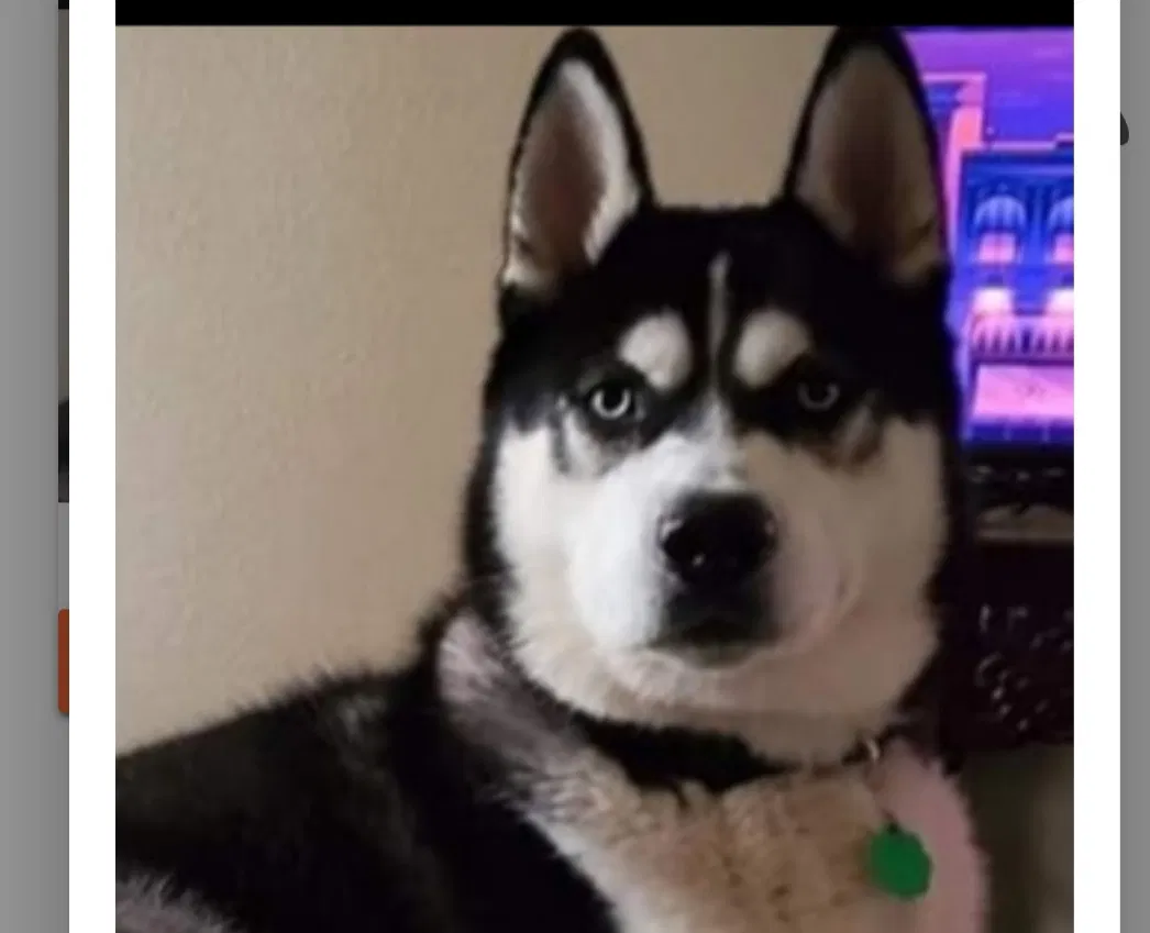 Lost dog in San Antonio, TX, 78239