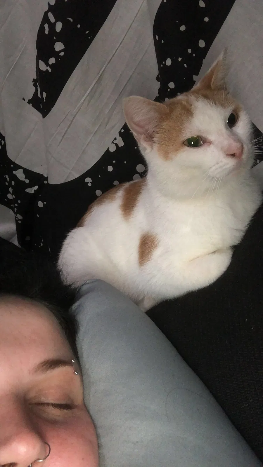 Lost cat in North Lewisburg, OH, 43060