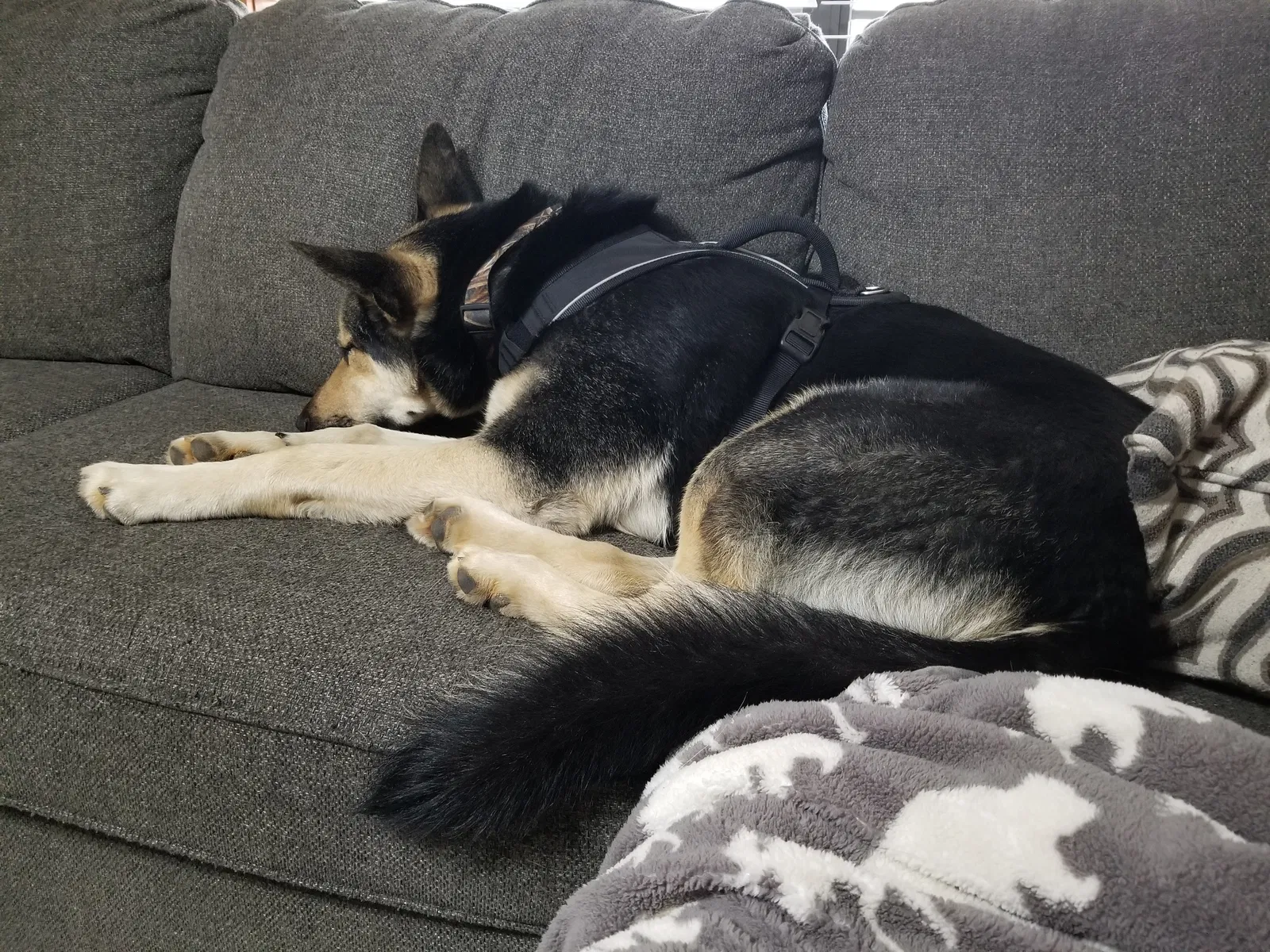Found dog in Mount Vernon, TX, 75457