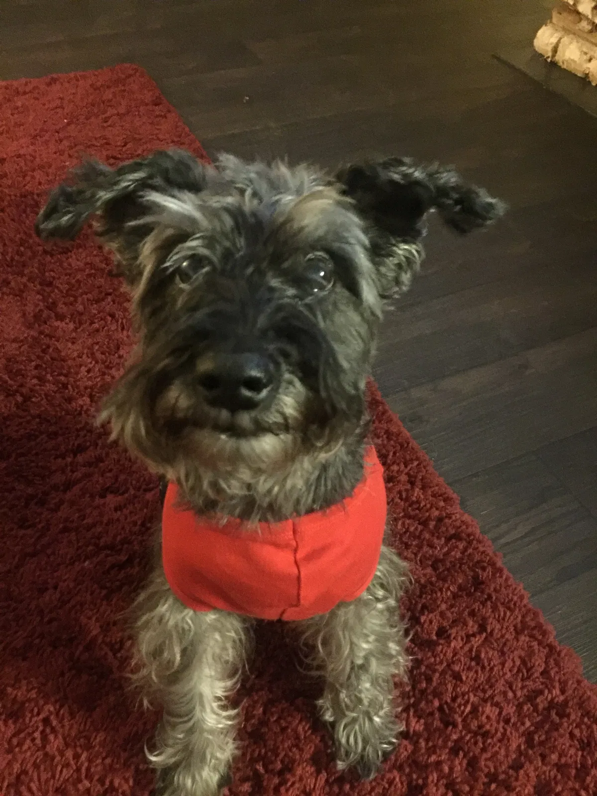Lost dog in Cornelius, NC, 28031