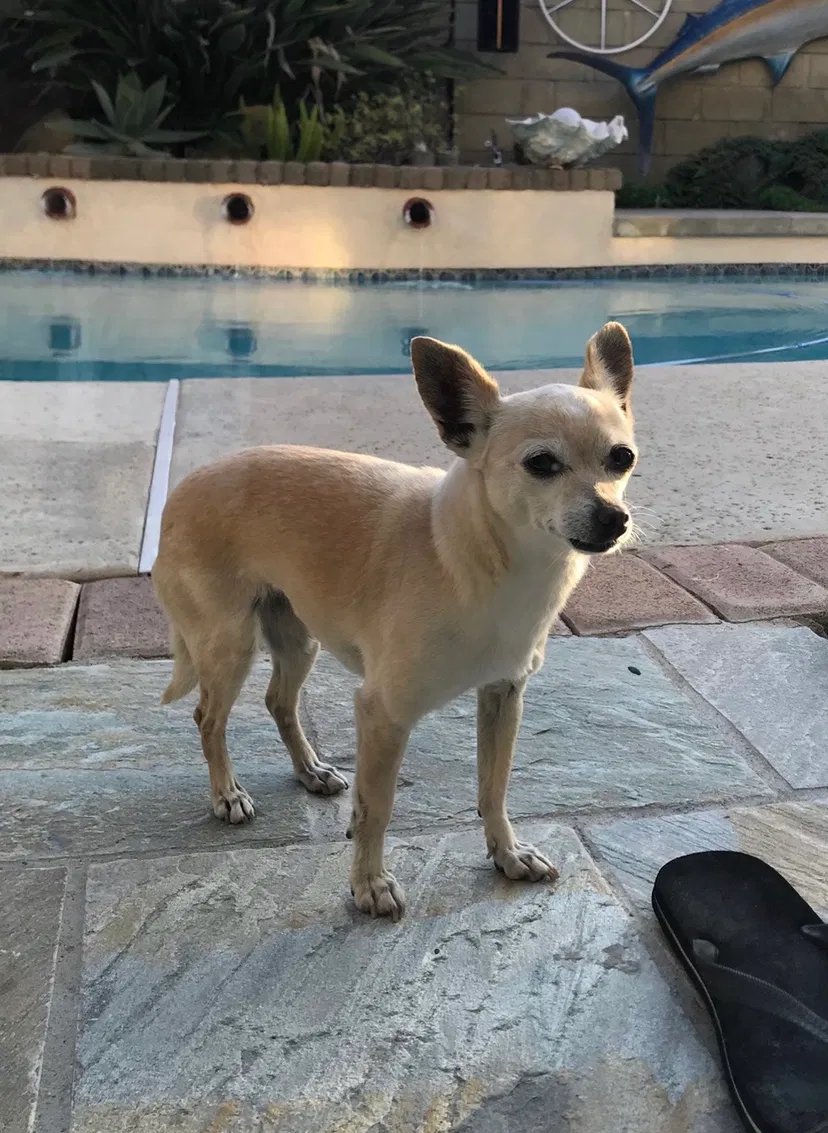 Lost dog in Fountain Valley, CA, 92708