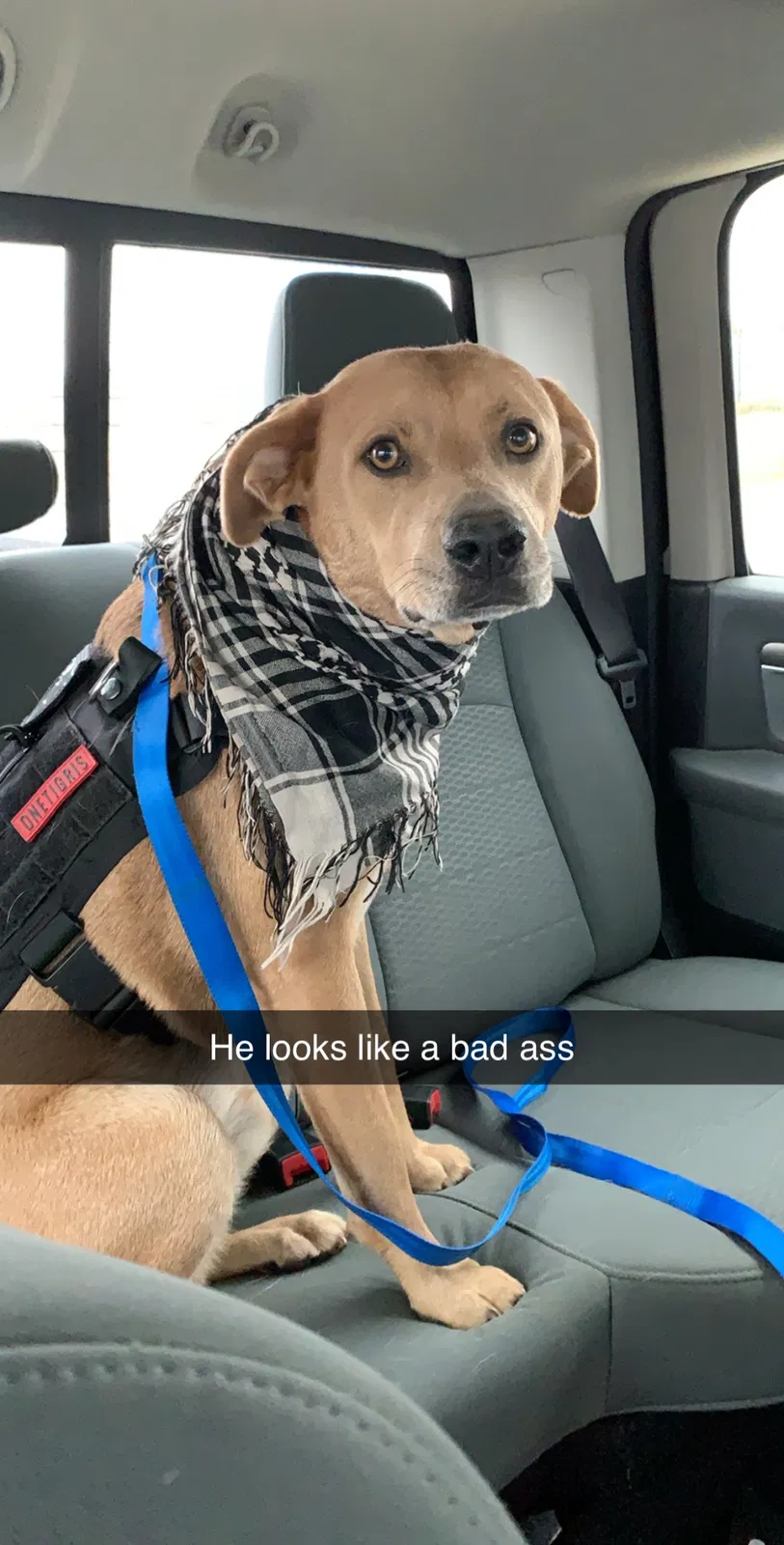Lost dog in Oklahoma City, OK, 73115