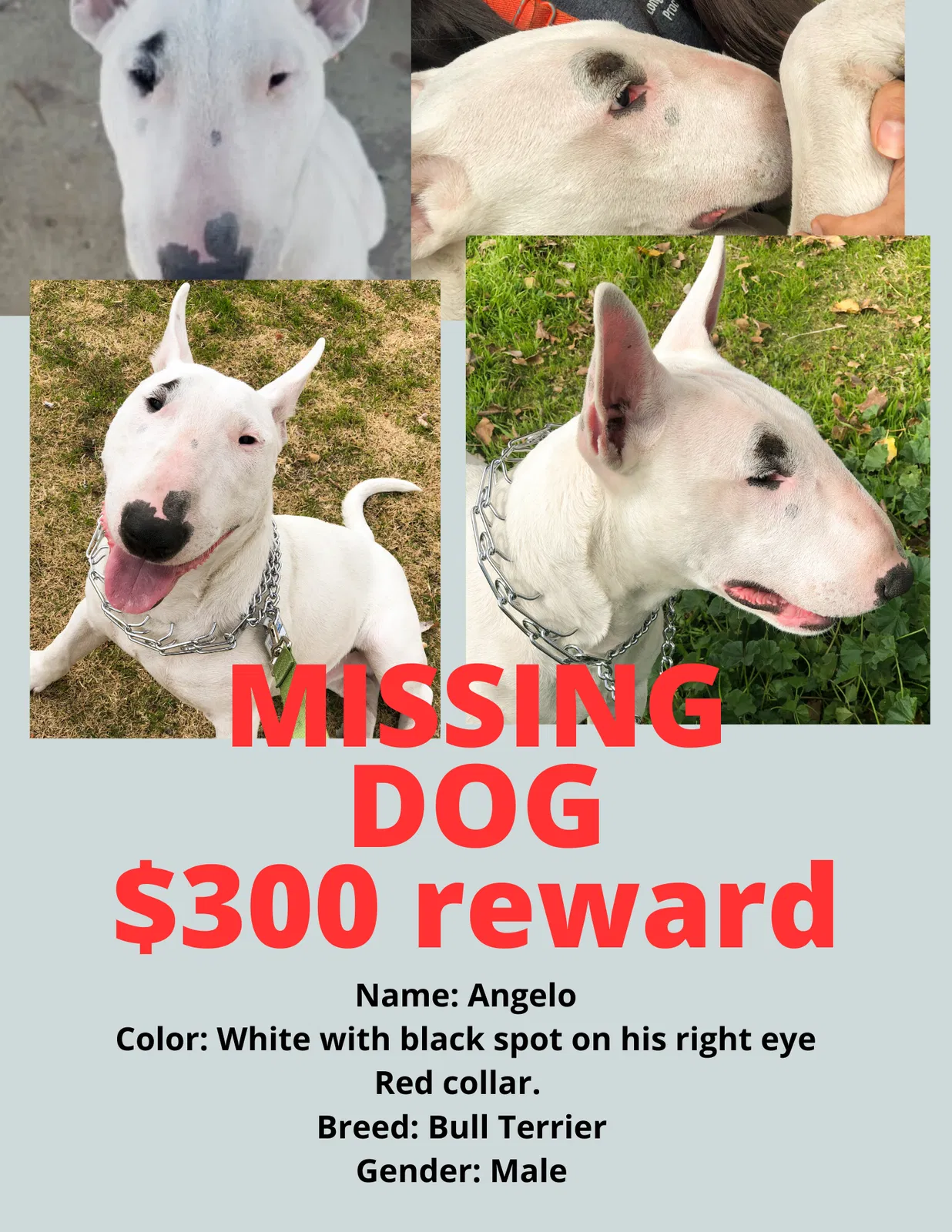 Lost dog in North Las Vegas, NV, 89030