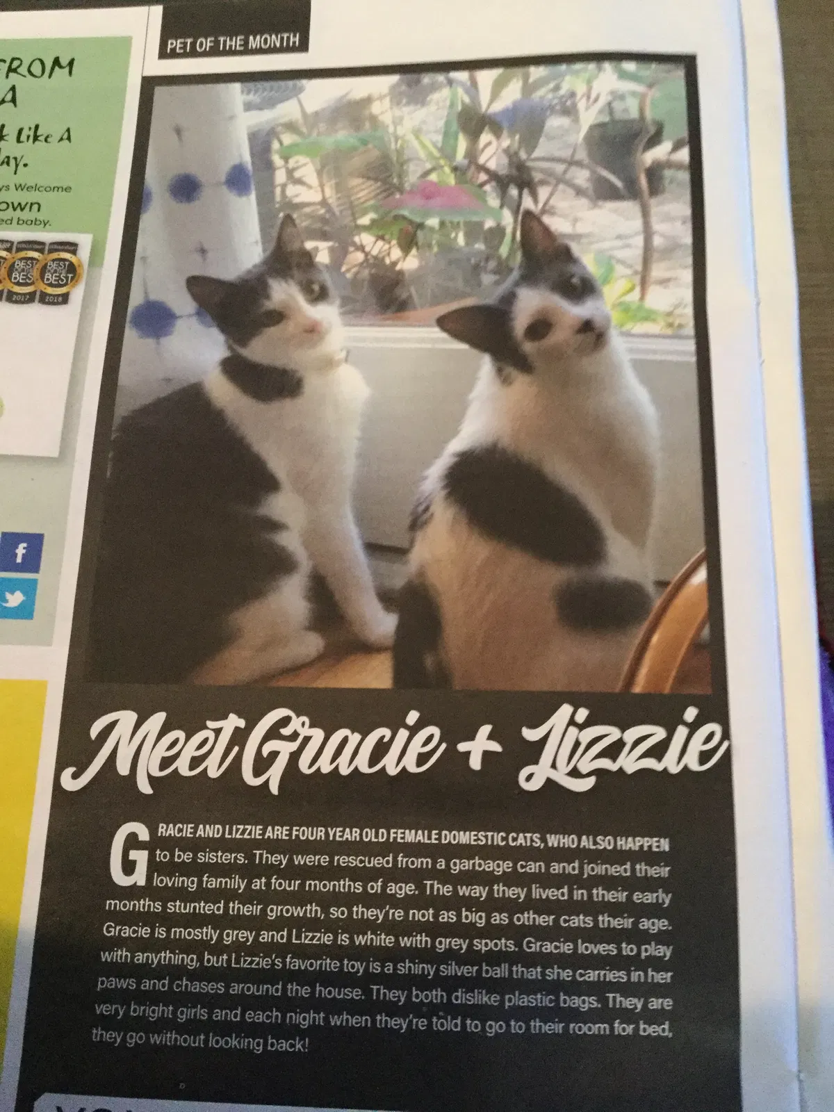 Lost cat in Orlando, FL, 32809