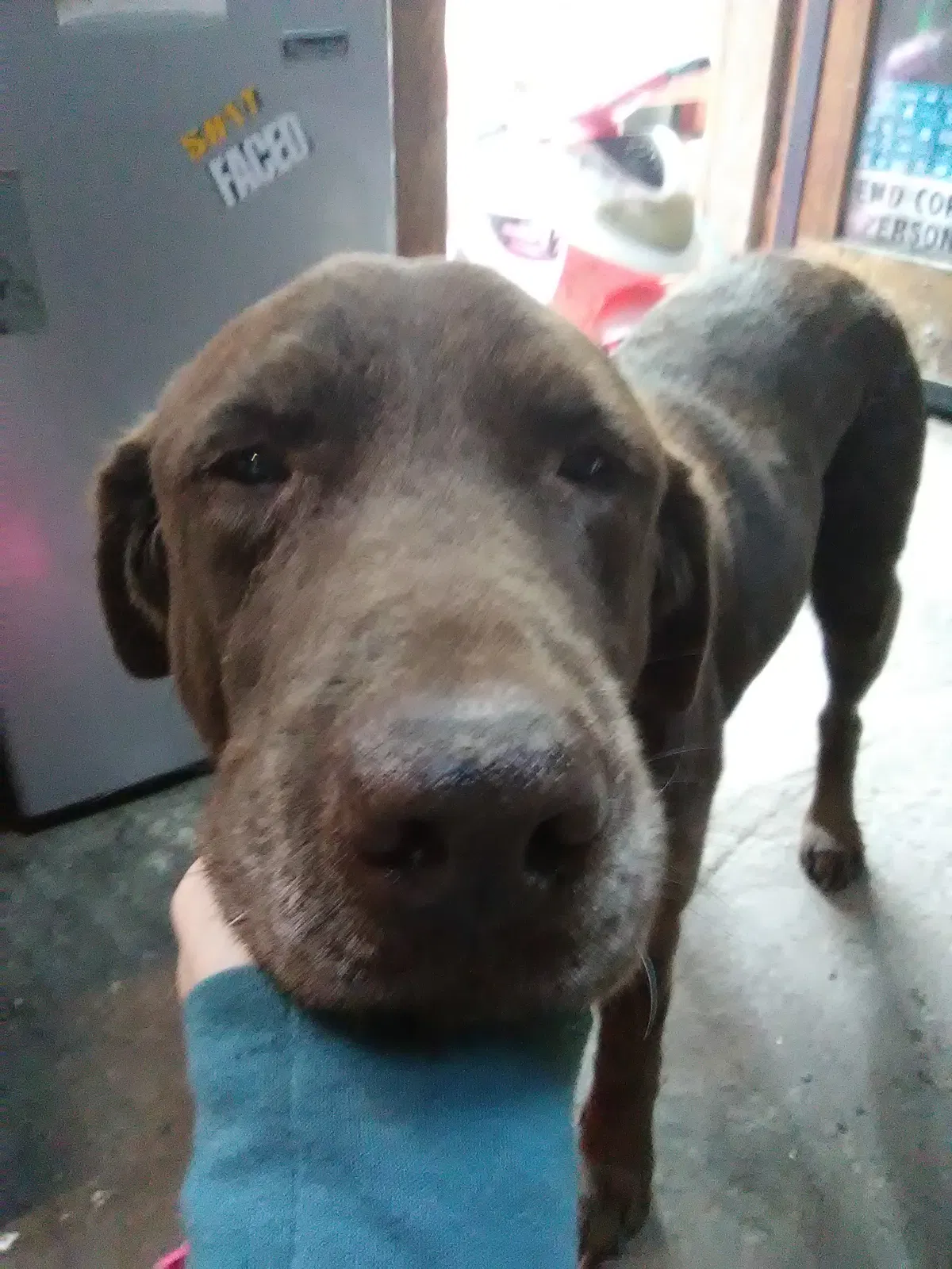 Lost dog in Anchorage, AK, 99501