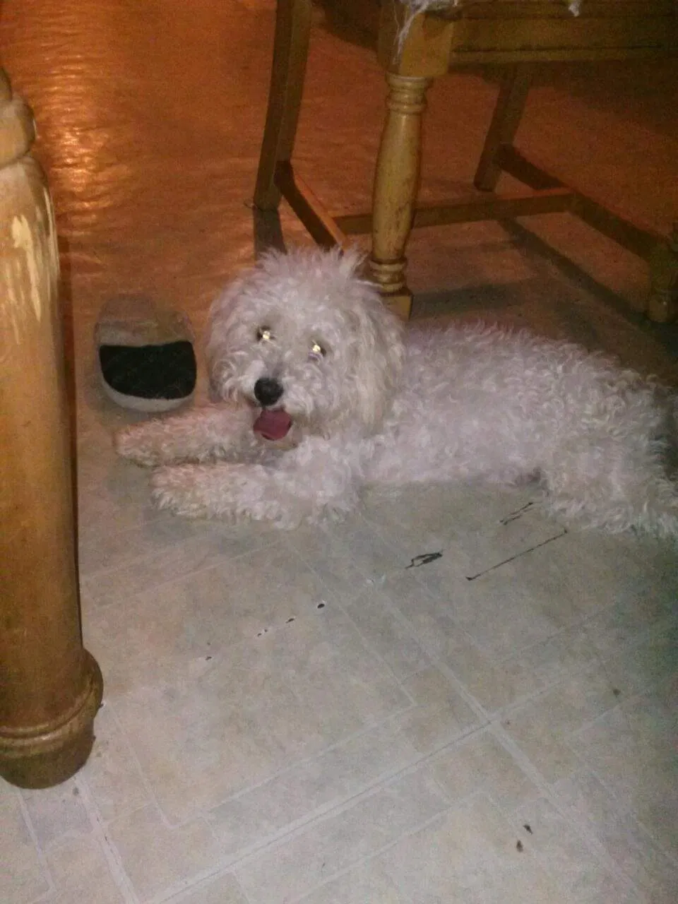 Lost dog in Fort Worth, TX, 76116