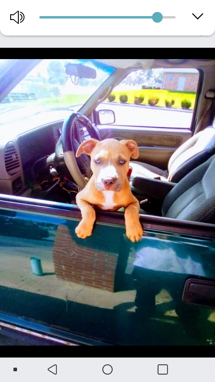 Lost dog in Waynetown, IN, 47990
