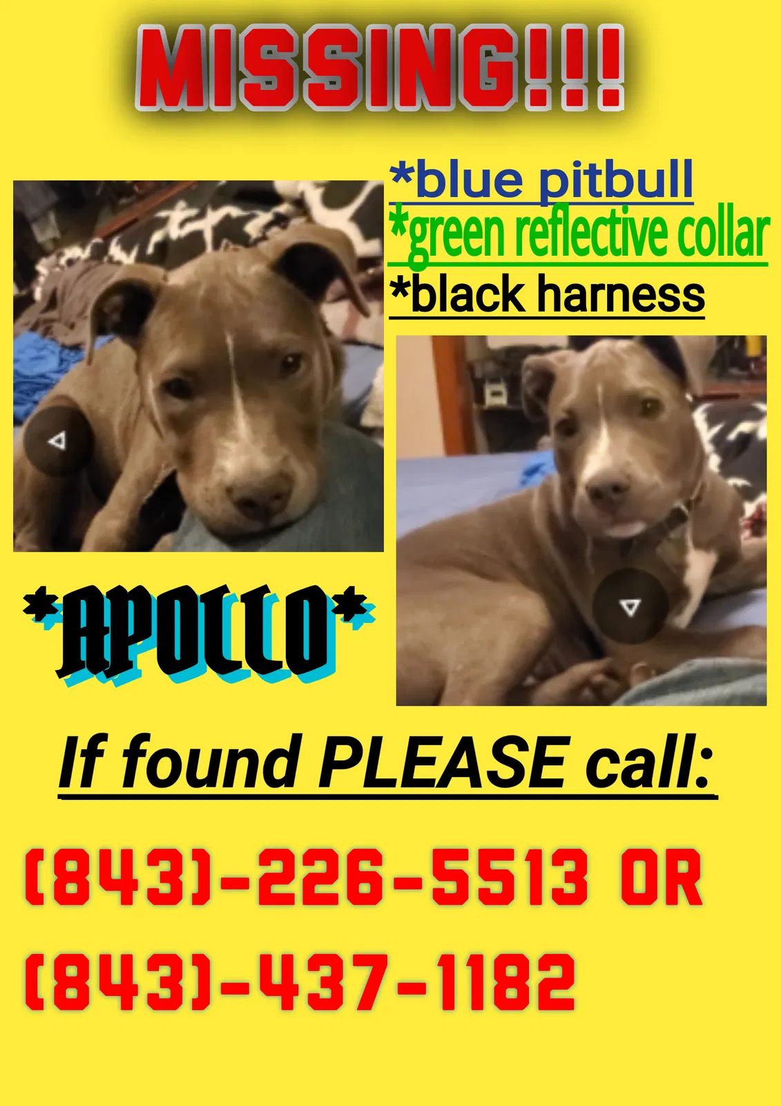 Lost dog in Walterboro, SC, 29488
