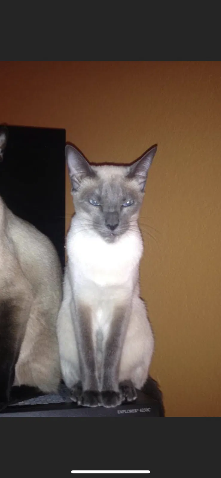 Lost cat in Sarasota, FL, 34233