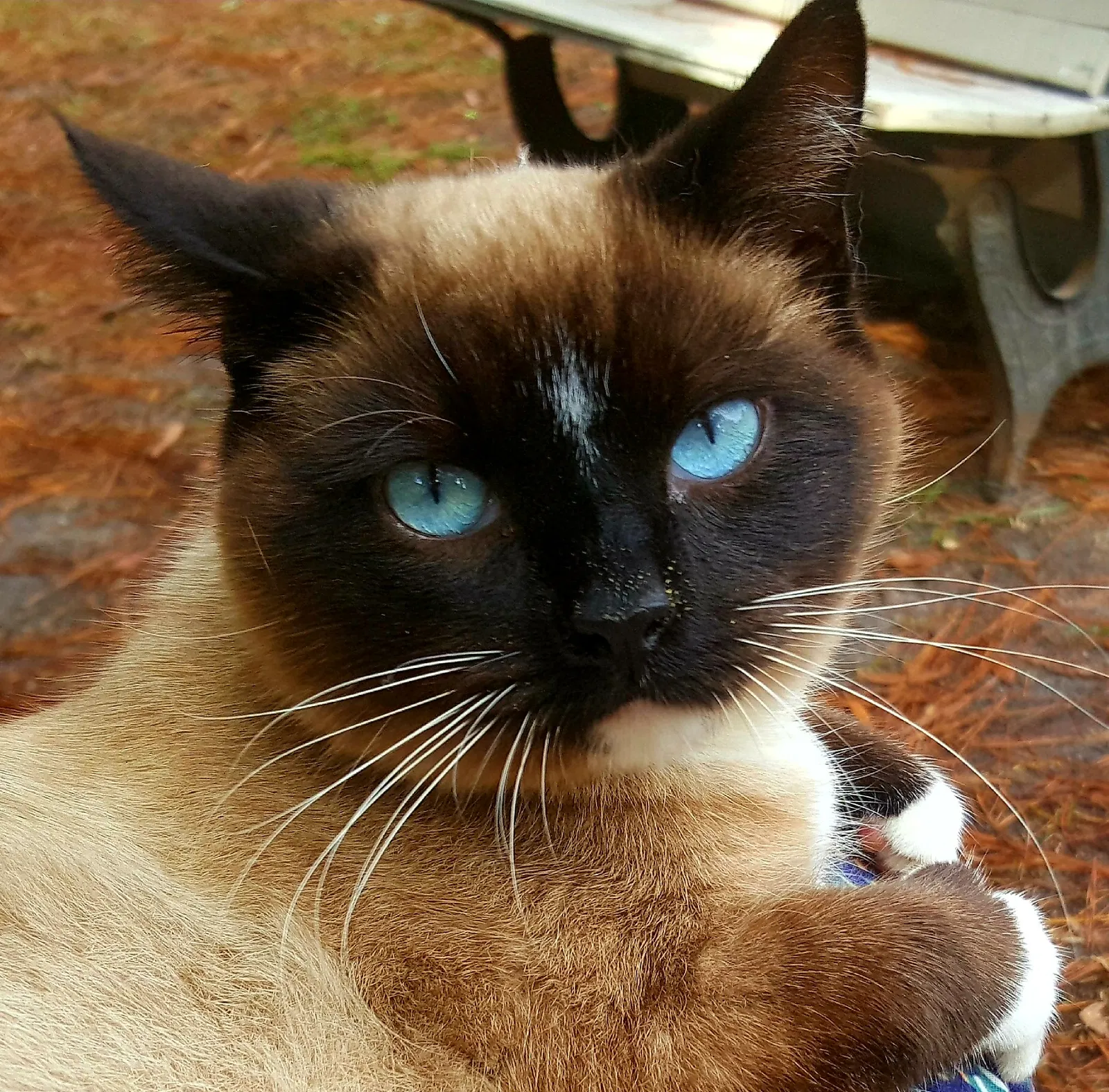Lost cat in Richmond Hill, GA, 31324