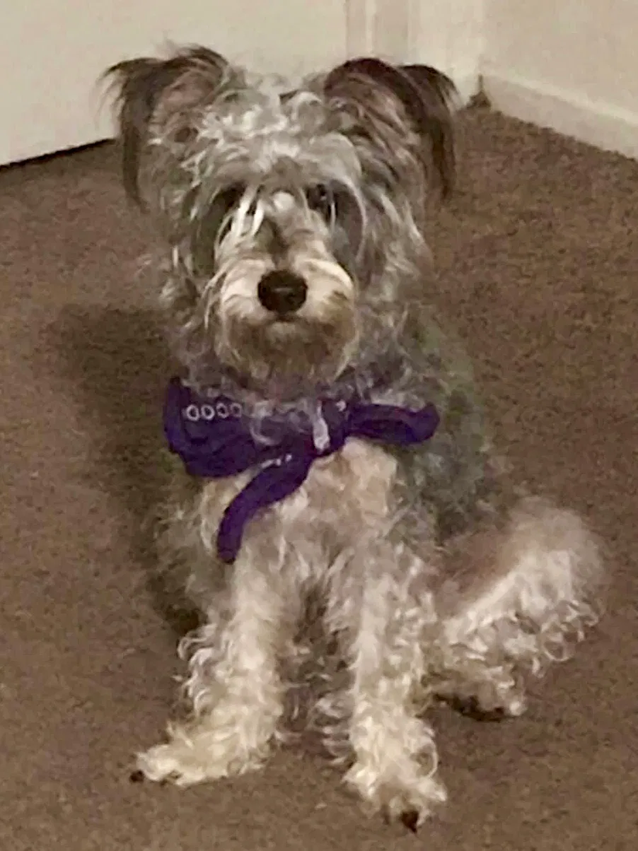 Lost dog in Menifee, CA, 92584