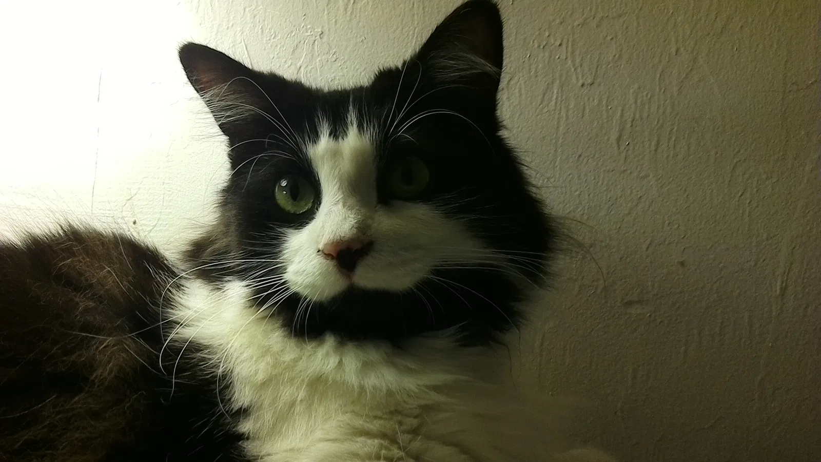 Lost cat in Lady Lake, FL, 32159