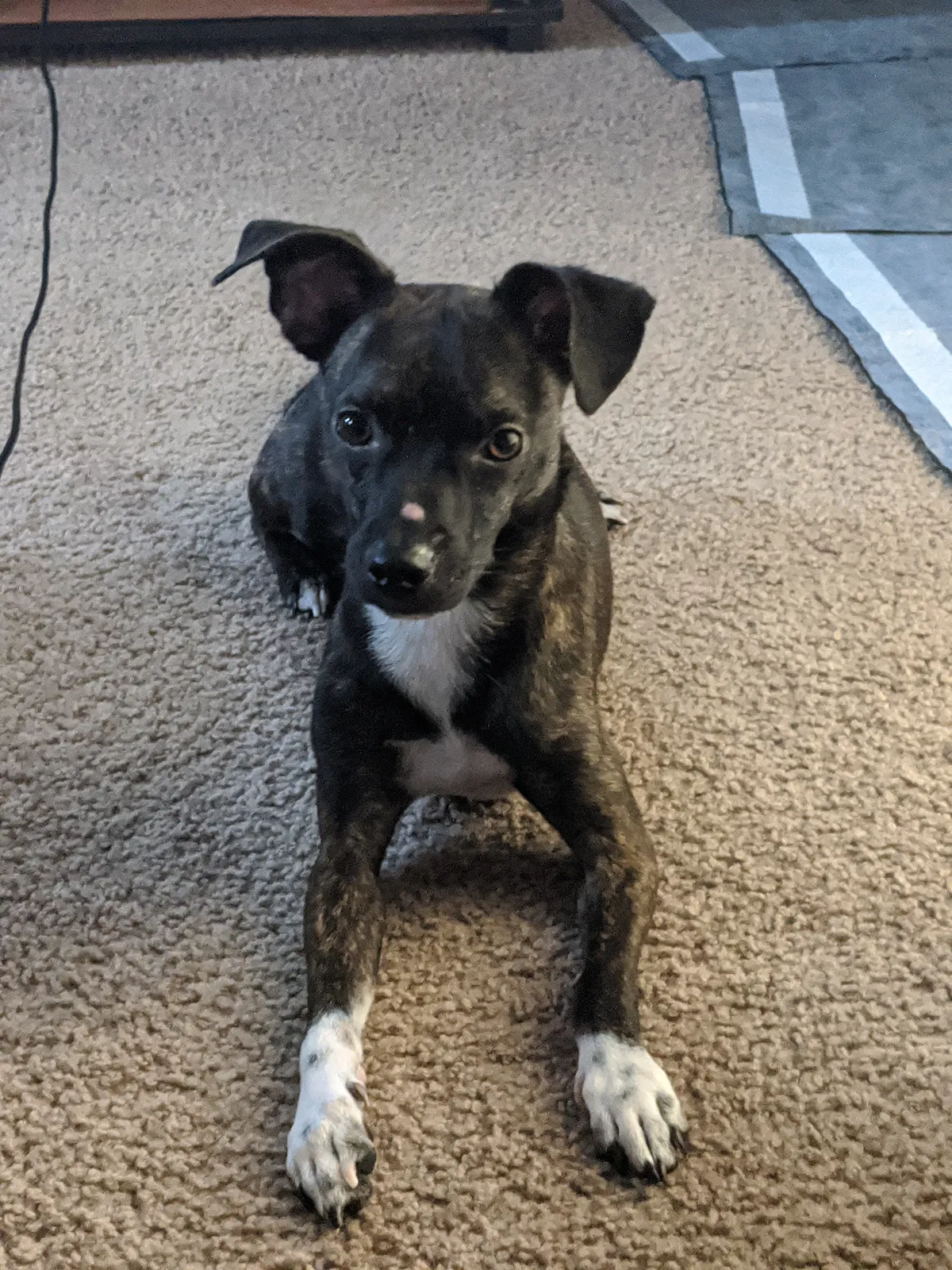 Lost dog in Orlando, FL, 32839