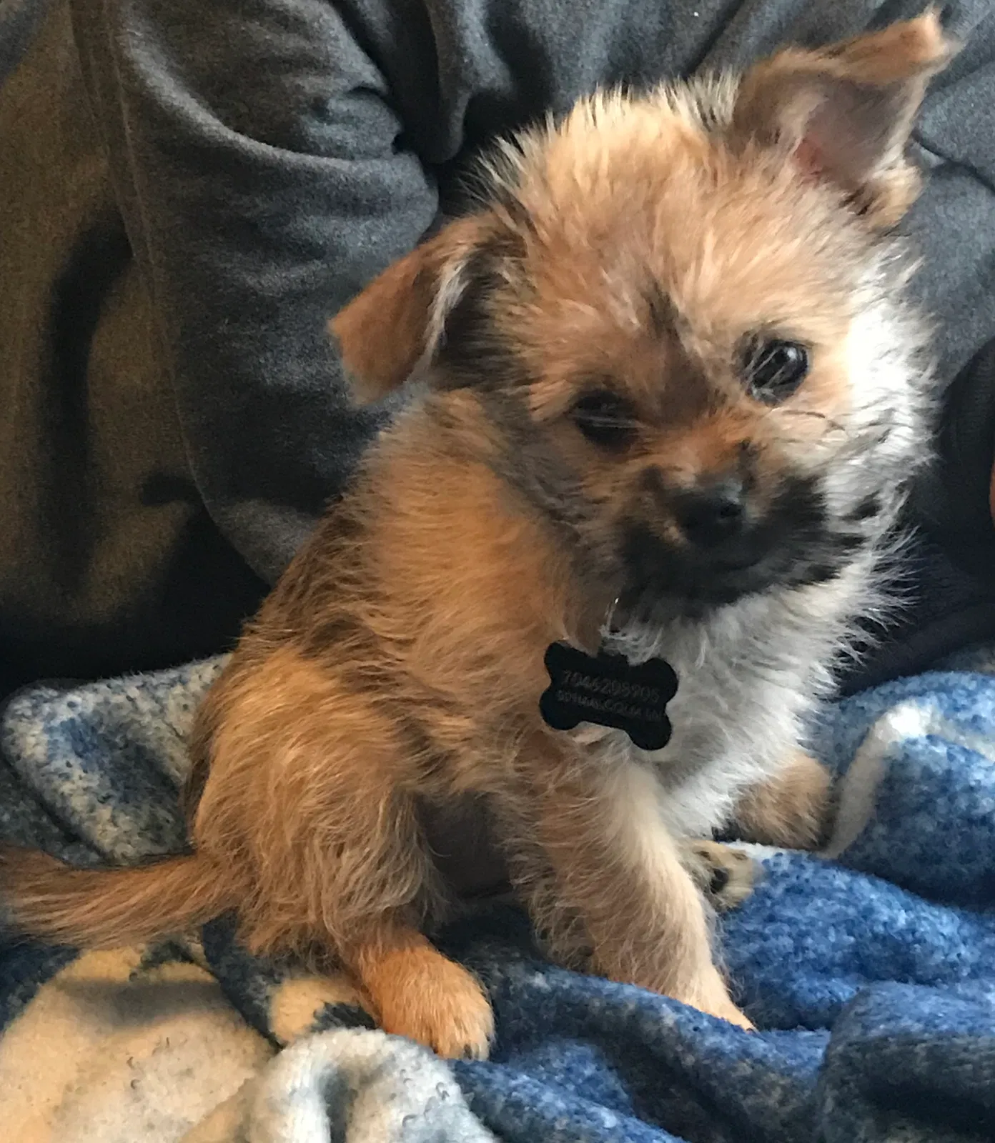 Lost dog in Charlotte, NC, 28213