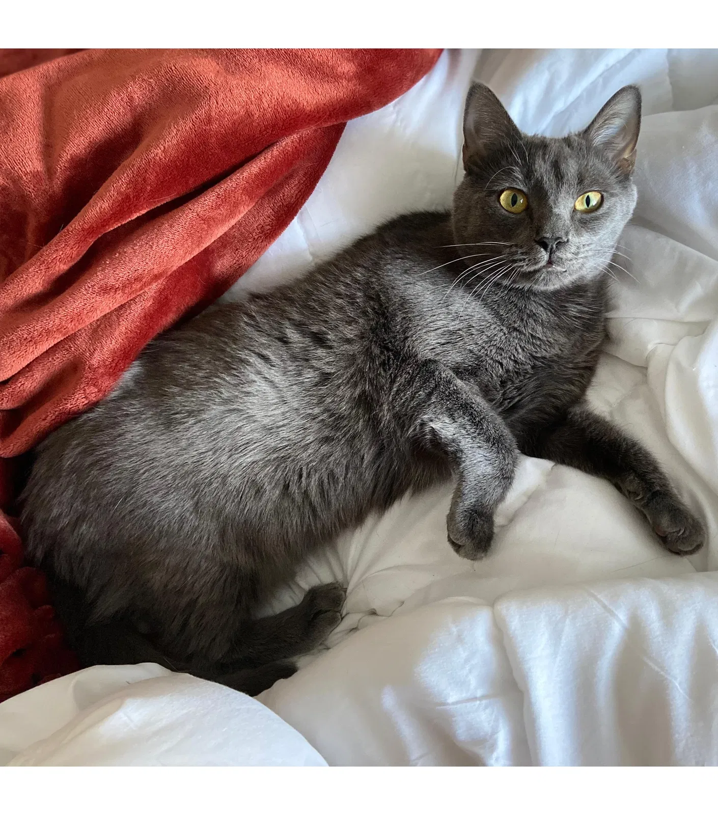 Lost cat in Plainsboro, NJ, 8536