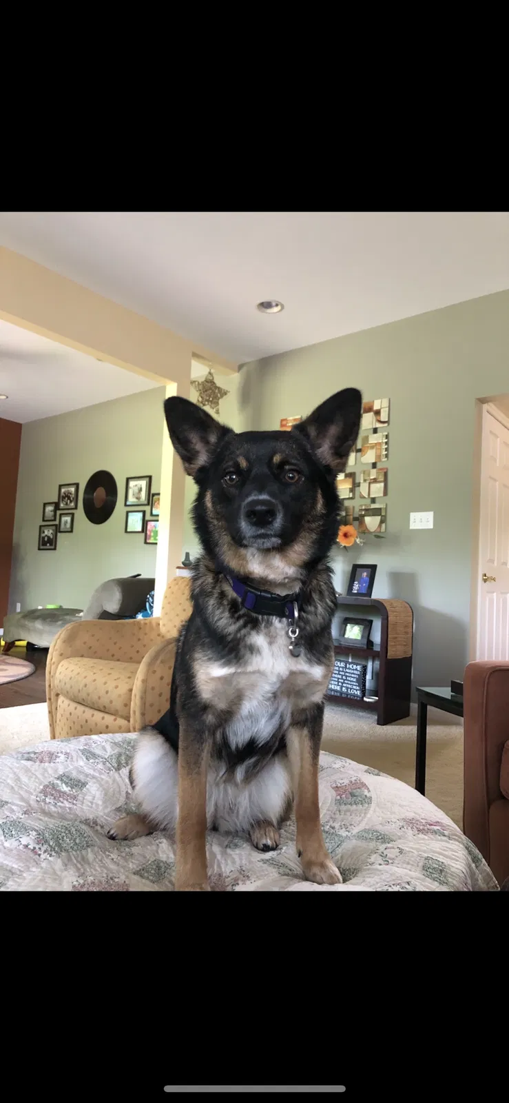 Lost dog in Salisbury, MD, 21804