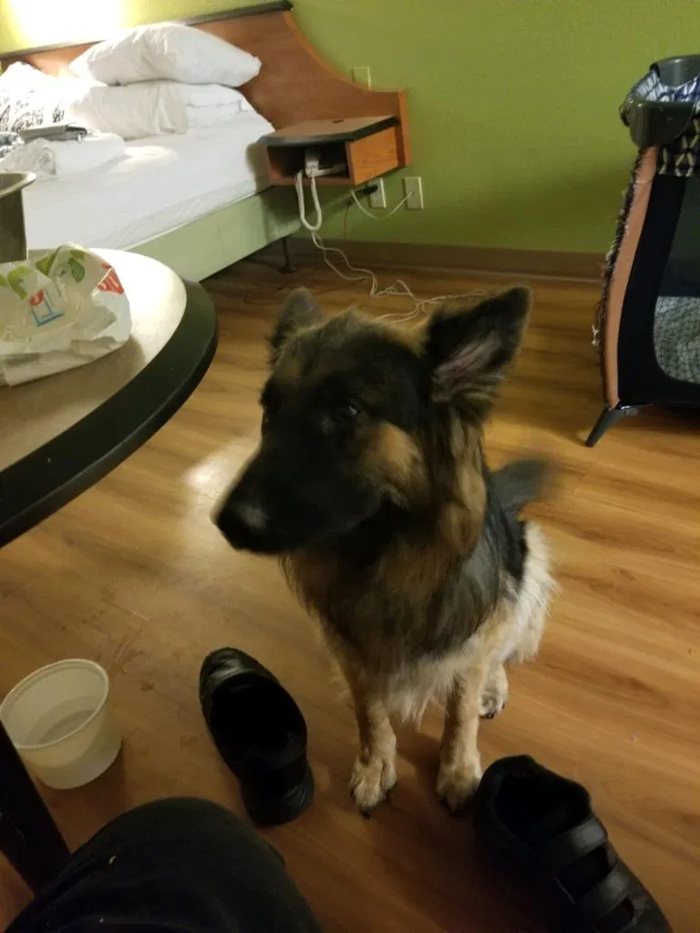 Lost dog in Roy, UT, 84067