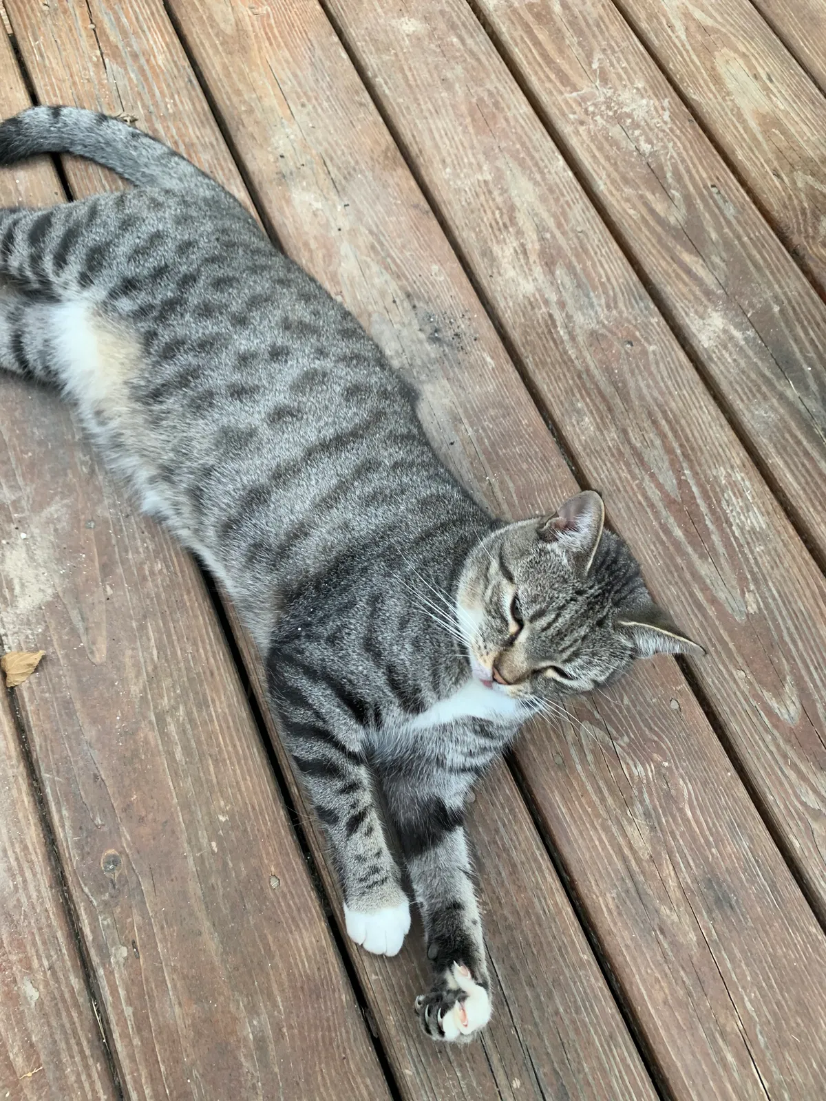 Lost cat in Matthews, NC, 28105