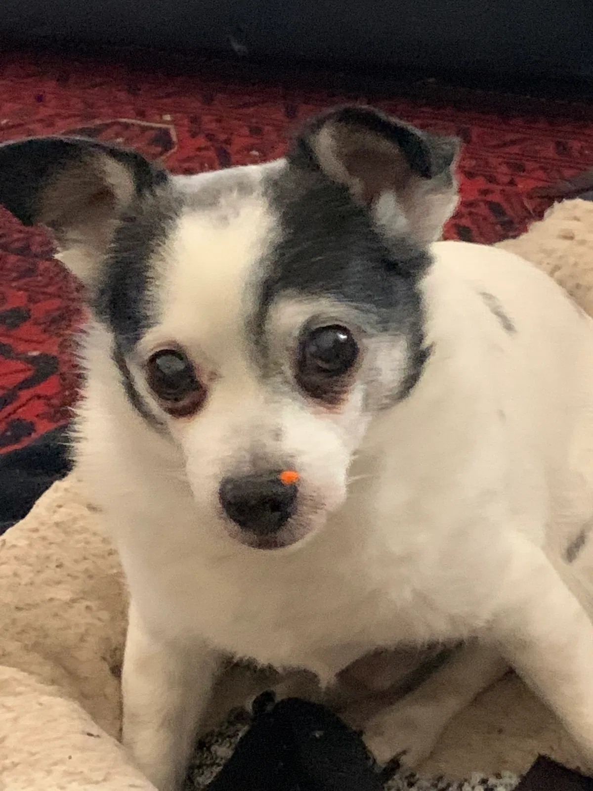 Lost dog in Winston Salem, NC, 27107