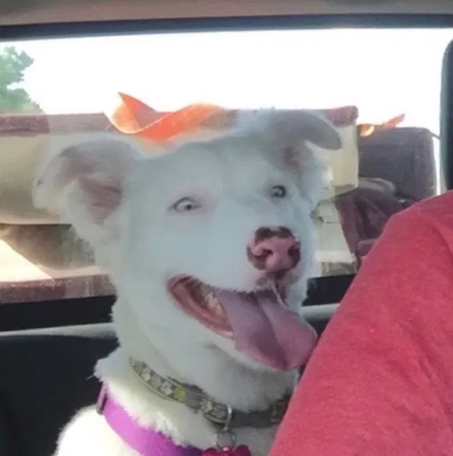 Lost dog in Sperry, OK, 74073