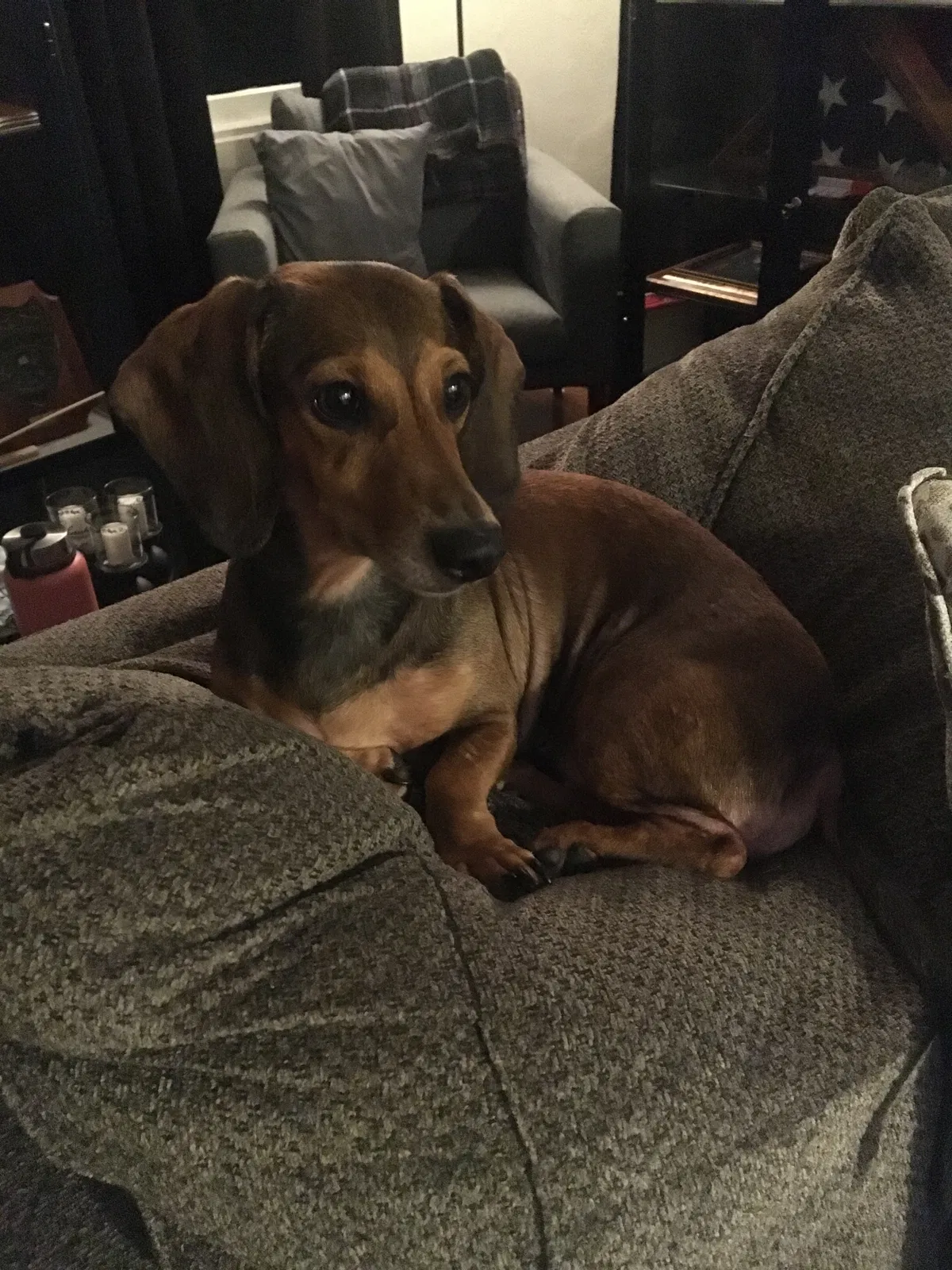 Lost dog in Chula Vista, CA, 91910