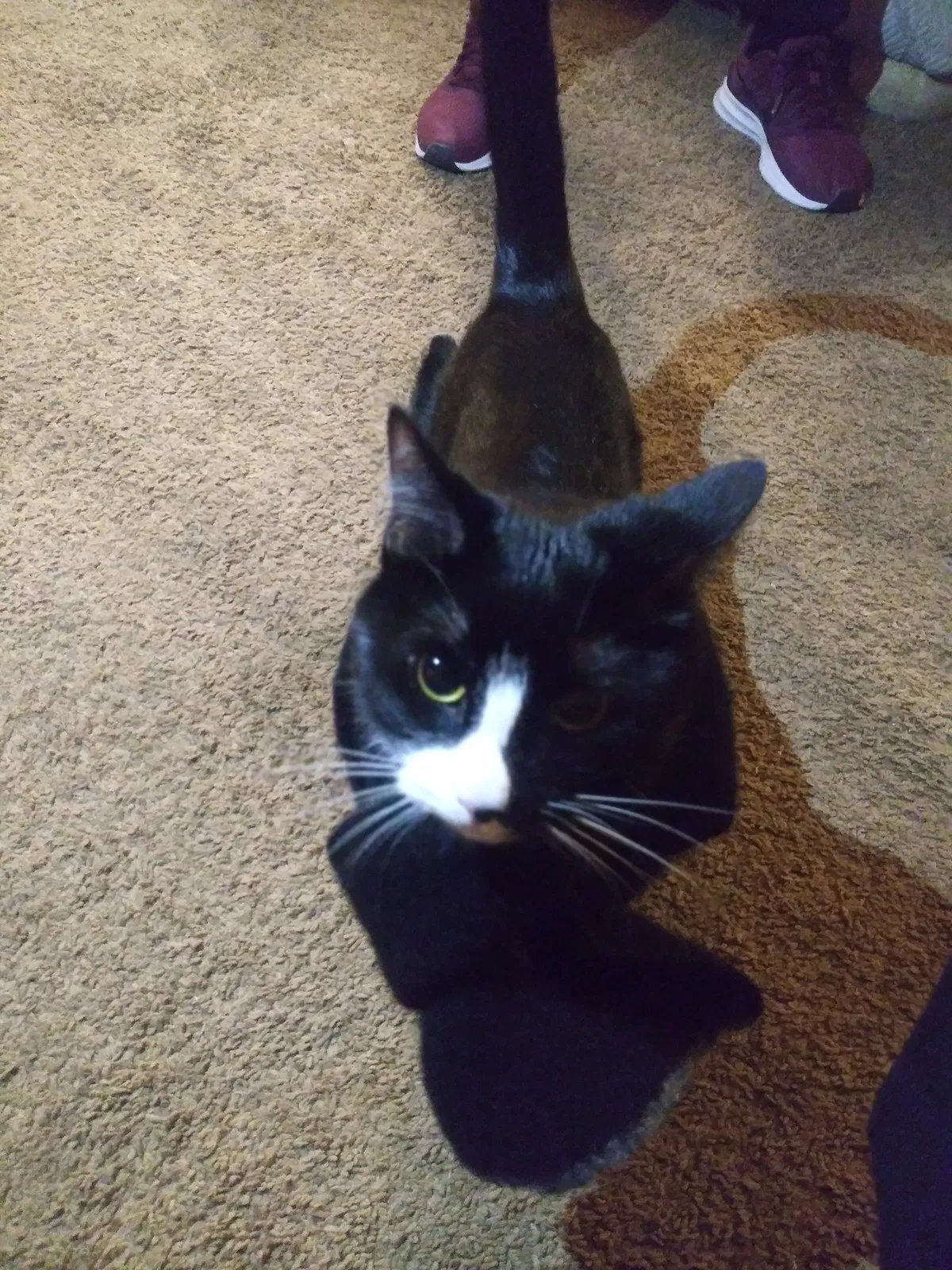 Lost cat in Denver, CO, 80219