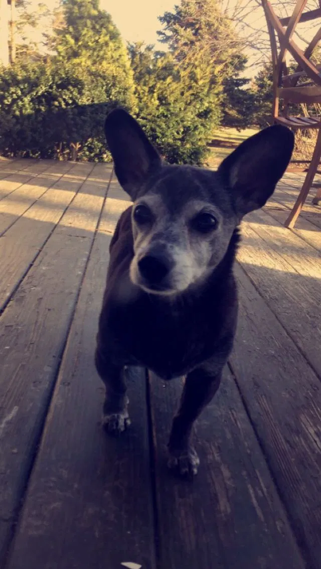 Lost dog in Plain City, OH, 43064