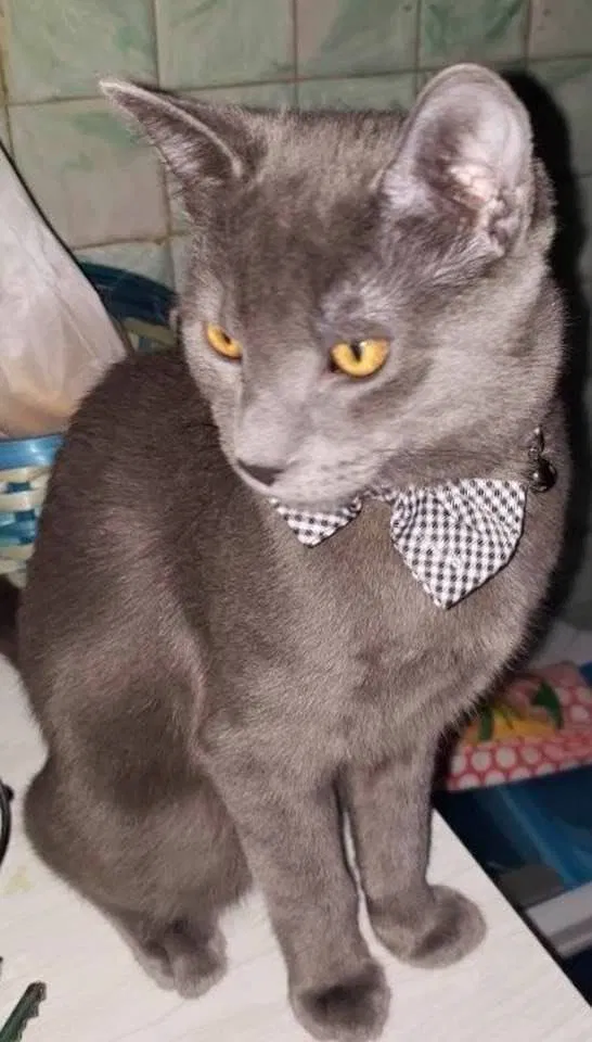 Lost cat in Chicago, IL, 60608
