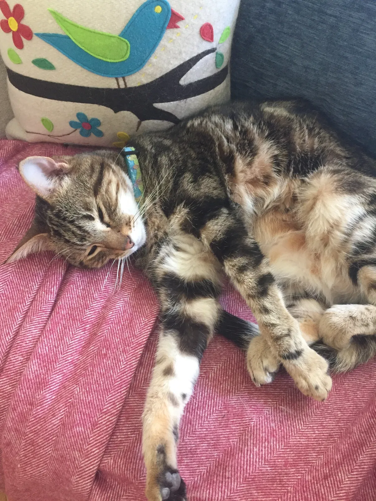 Lost cat in Escondido, CA, 92027