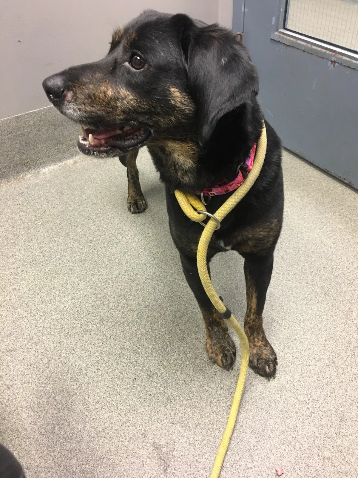 Lost dog in Henrico, VA, 23228