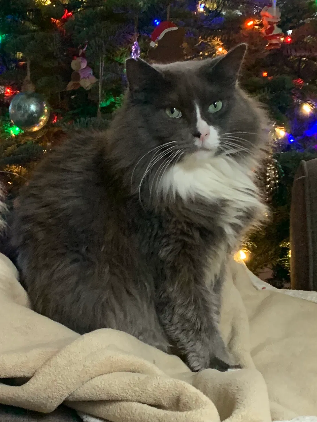Lost cat in Saint Helens, OR, 97051