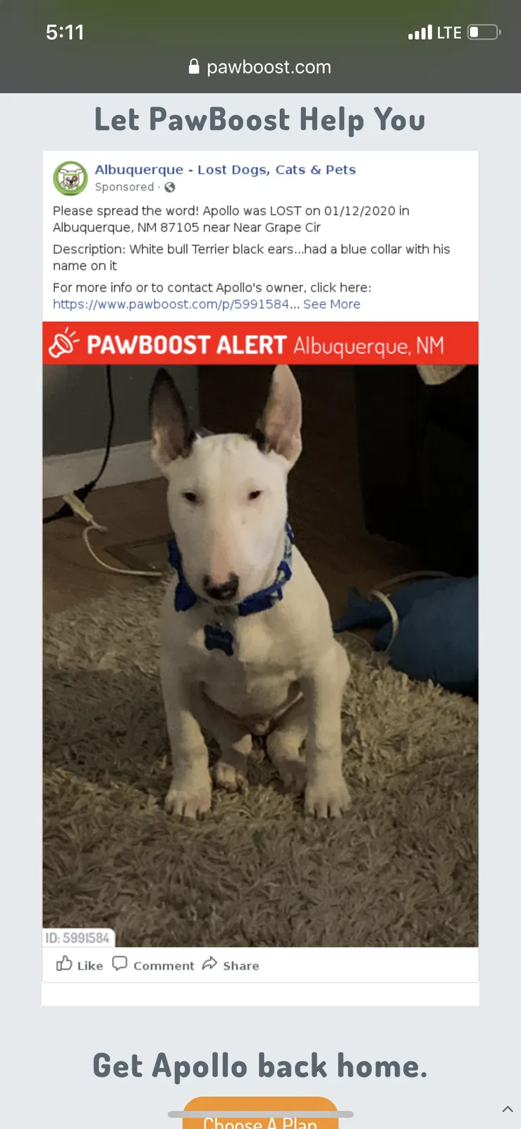 Lost dog in Albuquerque, NM, 87105