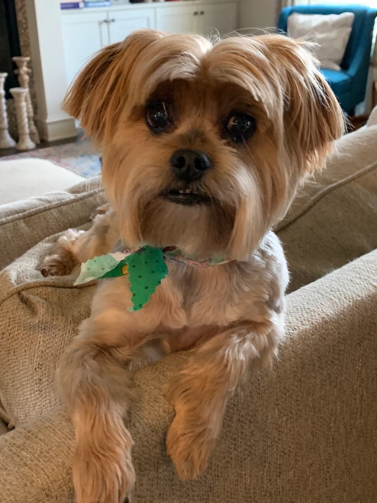 Lost dog in Fayetteville, AR, 72703
