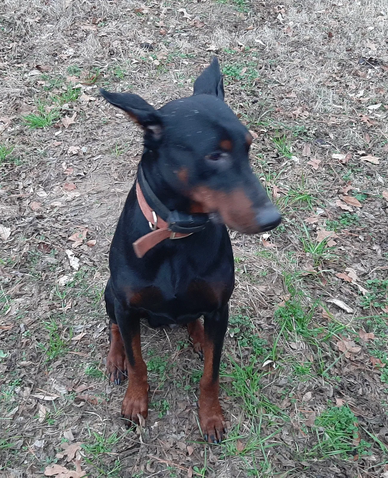 Lost dog in Little Rock, AR, 72206