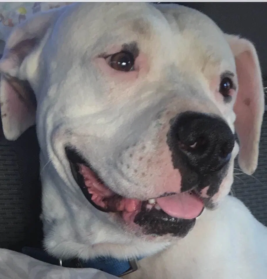 Lost dog in Chehalis, WA, 98532