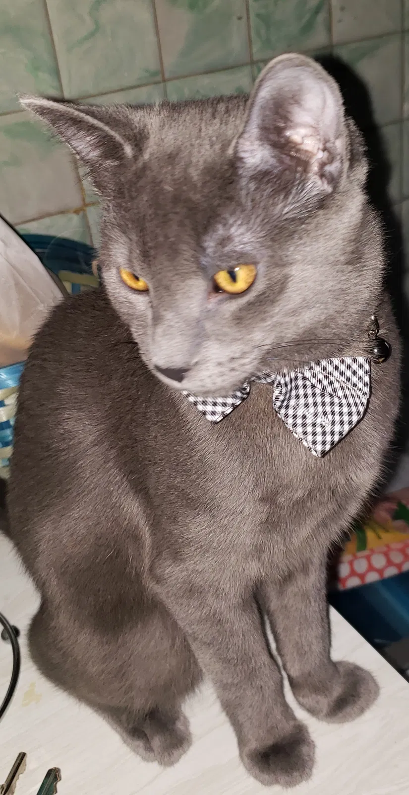 Lost cat in Chicago, IL, 60608