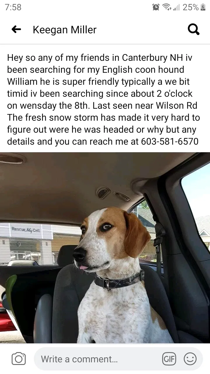 Lost dog in Canterbury, NH, 3224