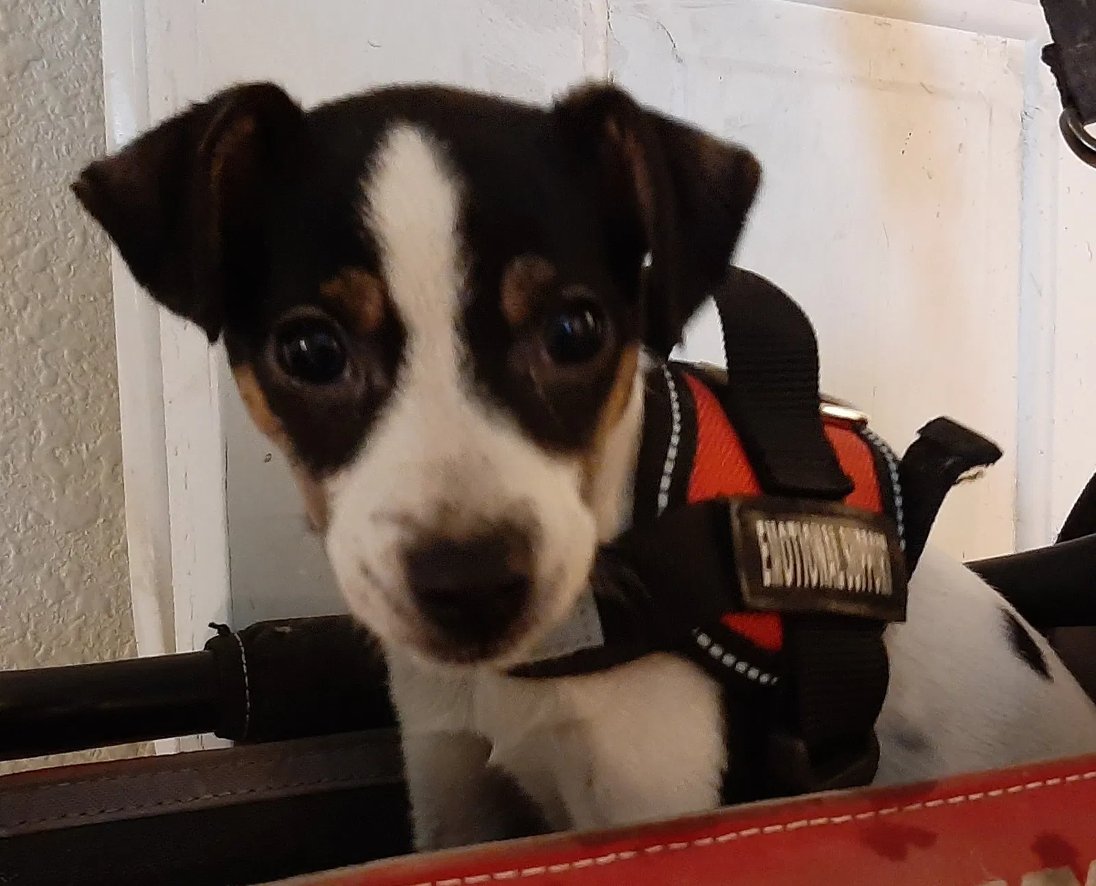 Lost dog in Pittsburgh, PA, 15211