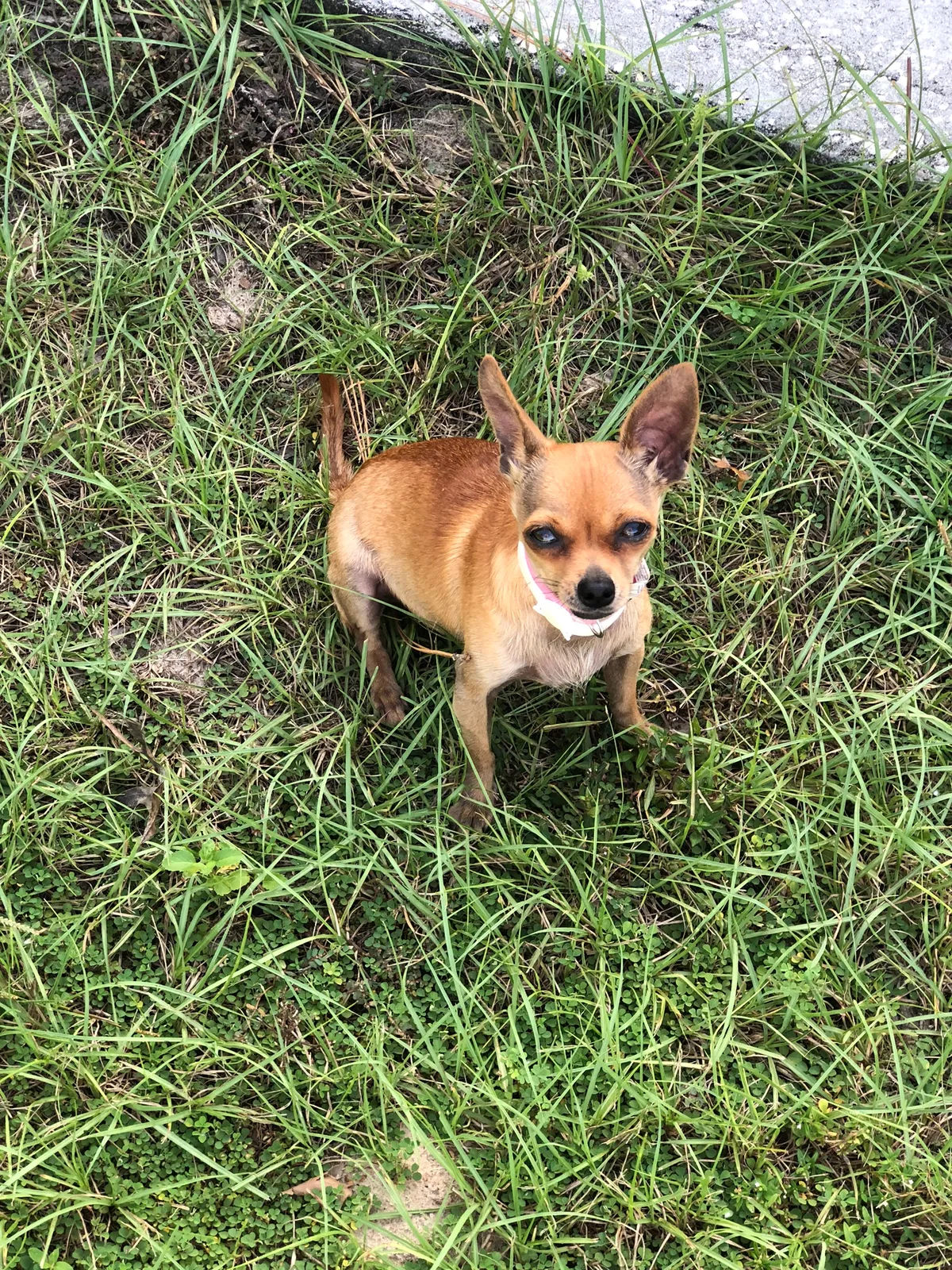 Lost dog in Homosassa, FL, 34446
