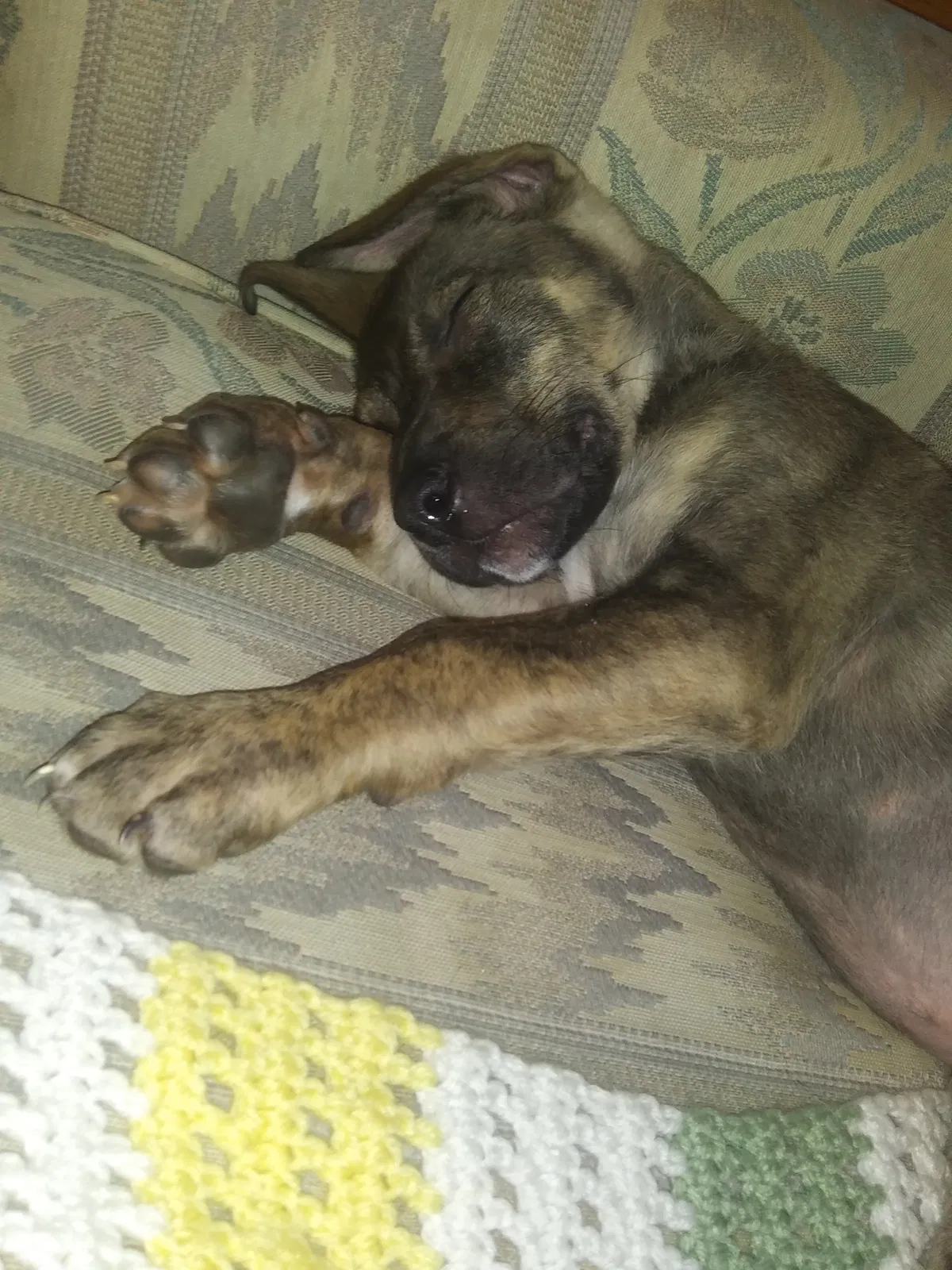 Lost dog in Morganton, NC, 28655