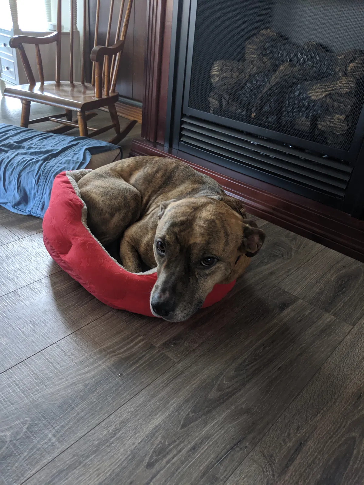 Lost dog in Asheville, NC, 28806