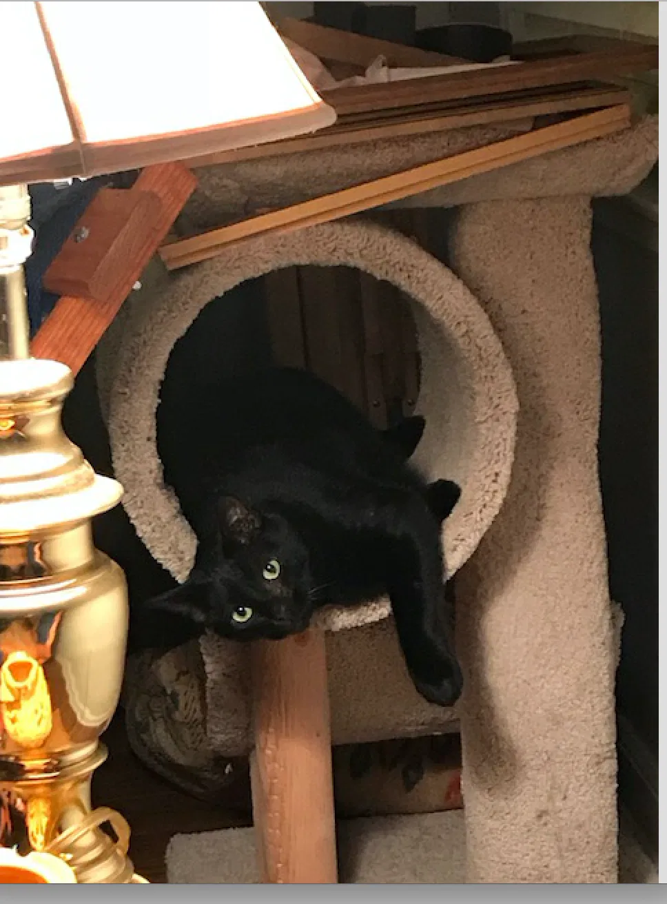 Lost cat in Smyrna, GA, 30082
