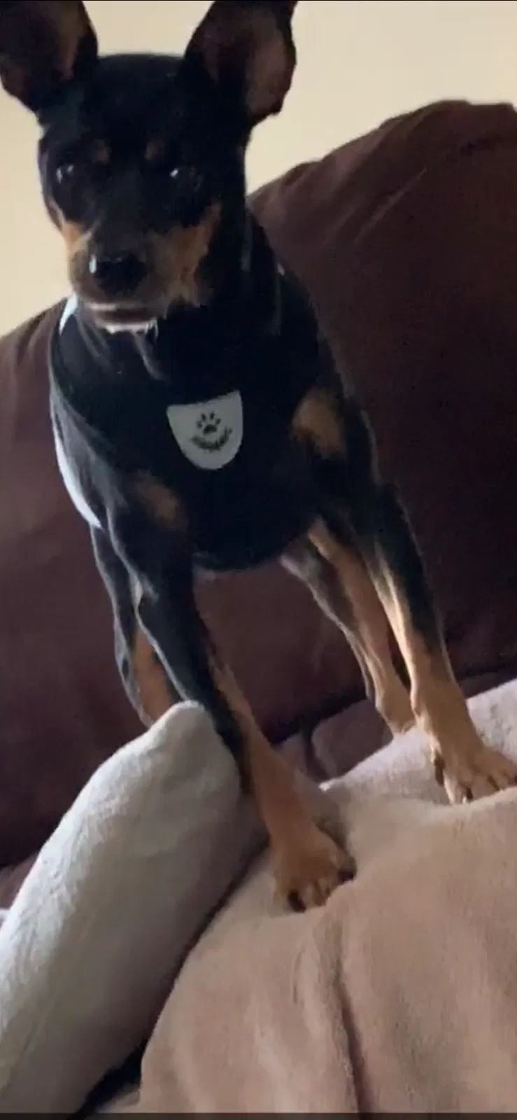 Lost dog in Imperial, CA, 92251