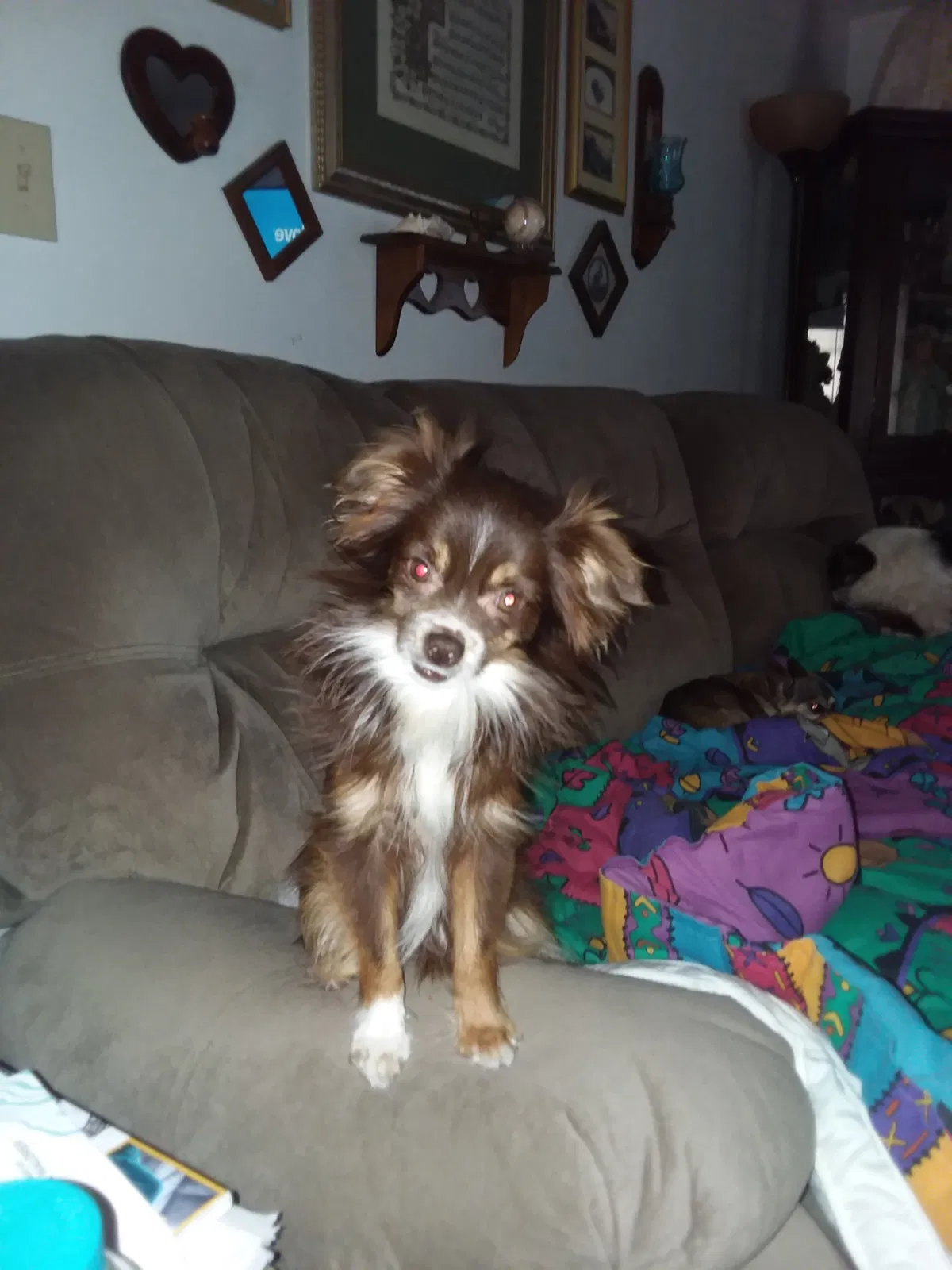 Lost dog in Eden, GA, 31307
